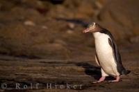 A close encounter with a penguin during an evening out bird watching in the Catlins.