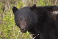 Black Bear Photos on Vancouver Island, British Columbia