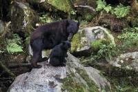 This small family of two black bears, a mother and her cub were out on a fishing expedition in the wilderness of Canada.
