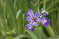 A striking yet delicate Blue Flag Iris grows wild near Stephenville, Newfoundland, Canada.