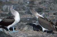Photo of a blue footed Booby on the Galapagos Islands