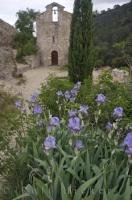 The lovely blue iris flowers standing within the grounds of the Chapel of Saint Roch in the little village of Les Mees in the Alpes de Haute in Provence, France.
