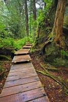 This boardwalk leads through the damp but lush rainforest, through the wonders of nature, to the Hot Springs Cove of Maquinna Marine Provincial Park. This is part of the Openit Peninsula in the Clayoquot Sound UNESCO Biosphere Reserve on Vancouver Island.