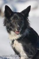 An active and energetic breed of dog, the Border Collie is a medium sized canine which is usually bred as a working dog for their agility and intelligence. This cute Border Collie dog really enjoyed a family outing in the Wildgerlos Valley, Austria.