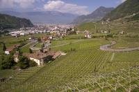 The interesting town of Bozen in the South Tyrol region of Italy with the fertile vineyards in the foreground.