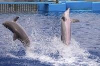 Two Bottlenose Dolphins at the L'Oceanografic in Valencia, Spain perform their breaching techniques for visitors to see how graceful these animals are.
