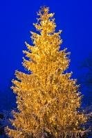 A tree covered in a light sprinkling of snow and shines bright on a cold winter evening in Freising, Germany.