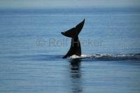 Vancouver Island in British Columbia is known for killer whales and whale watching tours.