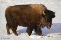 This buffalo has stopped for a snack along the Alaska Highway. The main diet for buffalo is grass but in the snowy Yukon they have to rely on twigs or shrubbery.