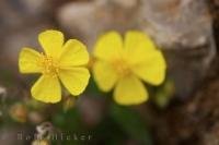 A typical example of a 5 petaled buttercup flower in the village of Lucchio, Tuscany, Italy.