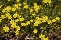 Fields of colorful yellow buttercups are found throughout the region of South Tyrol, Italy.