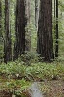 A stand of redwoods in the Avenue of the Giants, Humboldt Redwoods State Park in California, USA.