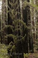 A spindly moss covered tree is dwarfed by redwood trees in the Humboldt Redwoods State Park in California, USA.