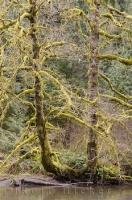 Moss covers the spindly branches of the trees that grow alongside the Cameron River in Cathedral Grove on Vancouver Island in British Columbia, Canada.