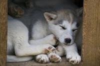 An adorable picture of Canadian Eskimo Dog puppies who love to snuggle amongst each other in any position possible while sleeping in their dog house in Churchill, Manitoba.