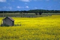A beautiful bright yellow field of canola flowers contrasts with a small shed in middle of the field and the surrounding landscape.