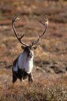 A caribou stag stands in defiance when confronted in Denali National Park of Alaska, and why would he move with antlers like that!