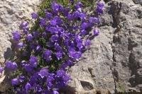 Bell shaped flowers cascade across the rock wall, adorning a cleft, located near Place Victoria in Gourdon, Provence in France.