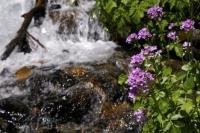 Purple flowers blossom beside a waterfall along the road to Cascade de Sauth deth Pish in the Val d Aran in Catalonia, Spain.