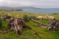 The sheep of the Catlins coastline love to spend the day grazing on the green pastures overlooking the beautiful scenery of Otago, New Zealand.
