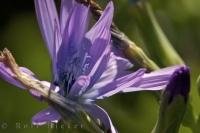 This unusual Chicory flower, delicately glistening in the light, was found at La Source Parfumee in the Alpes Maritimes, Provence in France.