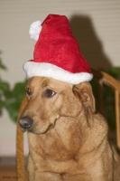 Picture of a cute looking Labrador dog with a christmas hat