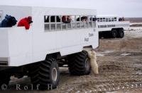 Passangers are thrilled to see wildlife including a polar bear cub during a tundra buggy adventure tour from Churchill in Manitoba, Canada.