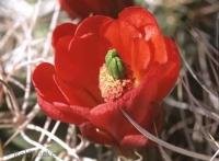 Picture of a claret cup cactus in full bloom with a beautiful red flower photographed in Joshua Tree National Park