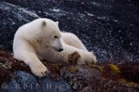 The Polar Bear, Ursus maritimus, evolved from the brown bear over 200,000 years ago, but today their existence is threatened by climate change and it's effects on the polar bear habitat.