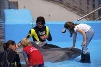 A couple of kids enjoy a close encounter with the dolphins at the City of Arts and Science in Valencia, Spain.