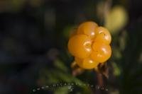 The amber color of the cloudberry is a sure sign that the fruit is ripe like this one seen on the road to Cape St Mary's Ecological Reserve on the Avalon Peninsula in Newfoundland Labrador, Canada.