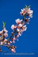 During the Spring in the Comunidad Valenciana in Spain, a single branch on an Almond Tree begins to explode with small colorful flowers in light pink hues with darker shades around the base of the blossom and in the center.