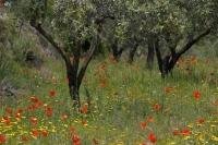 Colourful wildflowers surround the Olive groves near Castell de Castells in Valencia, Spain in Europe.