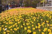 During spring, Commissioners Park in the city of Ottawa, Canada bursts to life with colourful blooms.