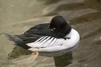 A male Common Goldeneye Duck rests on the water surface at the Biodome de Montreal, Quebec, Canada.