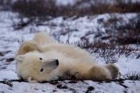 A laid back polar bear relaxes on the cool tundra in Hudson Bay near Churchill, Manitoba, Canada.