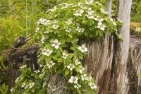 Stock photo of Bunchberry also known as Cornus Canadensis L