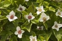 The scientific name for this prolific plant found in Alaska is Cornus canadensis L