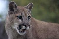 Graceful and agile animals, cougars (mountain lions)are the largest wild cat in British Columbia, Canada.