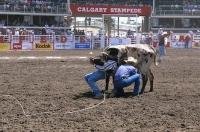 Thousands of people attend the Calgary Stampede every year in Alberta to watch the cowboys in the steer wrestling events.