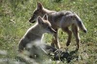 These two cute Coyote puppies where having a friendly play fight between siblings.