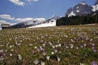 Crocus flowers grow wild in a field at Passo Montecroce (Kreuzerbergpss) in South Tyrol, Italy in Europe.