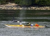 Sea kayaking in the Queen Charlotte Islands with Killer Whales