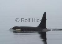 An Orca whale male travels through thick fog