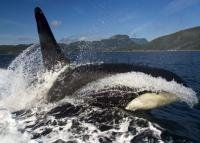 Orca whale surfing in the wake of a bc whale watching tour boat