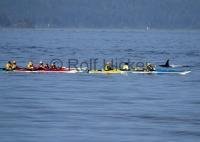 Very popular, kayaking in Johnstone Strait with Killer whales