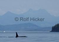 An Orca cruises passed a whale watching boat near Johnstone Strait, Vancouver Island, with the BC coast mountains towering in the background.