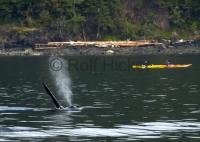 kayaking with killer whales in the inside passage