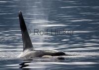 Stock photo of Whale Species Orcinus Orca