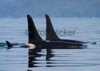 A whale watching tour from Port Hardy is a great activity during a vacation on Northern Vancouver Island, British Columbia.